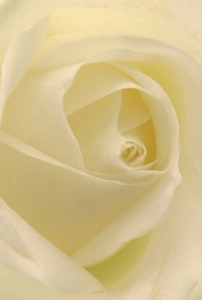 Envisioned up close, this classic white rose presents a study in tranquil sophistication-creamy petals layered in meticulous spirals, each glowing softly beneath the natural South Ruislip light. Shadows play gently among the folds, hinting at the depth and clarity found in perfectly tended gardens on Cornwall Road. The rose's near-impeccable symmetry and blending of pure white and cream evoke unspoken resilience, making it an exquisite token for romantic gestures, new beginnings, or even as the centrepiece for a memorable wedding celebration. Held within each petal is a touch of the local landscape's peace, the bloom's understated fragrance promising serenity and hope. Crafted by expert hands at Flowers South Ruislip, this rose becomes more than a flower-it's an expression of heartfelt emotion, designed to honour the meaningful connections woven throughout our community.