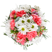 A soft glow of natural light enhances the joyful colours of this South Ruislip-inspired bouquet, expertly hand-arranged by a florist with an eye for local style. Cheerful white daisies burst from the centre, their bright green centers radiating innocence and uplift. Coral-pink carnations wrap them in gentle, ruffled layers, pouring warmth and vivaciousness into the arrangement. Delicate clouds of baby's breath drift among the blooms, widening the bouquet's silhouette and lending a feathery, almost dreamlike effect. Glimpses of alstroemeria buds, streaked softly with pink and purple, add a subtle charm that speaks to the hope of coming spring in local gardens near West Mead or Ruislip Manor. Eucalyptus leaves and glossy green sprigs trace the edge of the circle, cradling the florals within a velvety embrace. The overall vibe is optimistic and quietly celebratory, suited for adding a bright accent to a celebration or delivering a message of cheer to someone cherished. Every stem and sprig reflects the expertise found in South Ruislip's florists and the welcoming spirit of the area.